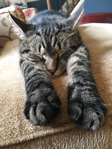 /Images/uploads/St Huberts Animal Welfare Center/sthuberts/entries/1800thumb.jpg